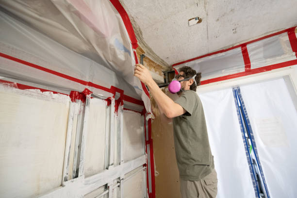 Best Basement Mold Removal  in Lookout Mountain, AL