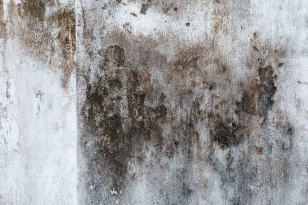 Best Mold-Related Health Consultation  in Lookout Mountain, AL