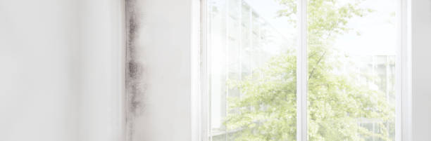 Best Mold Prevention Services  in Lookout Mountain, AL