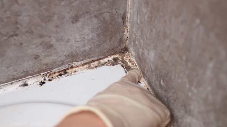 Best Water Damage & Mold Remediation  in Lookout Mountain, AL