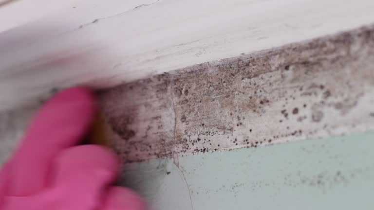 Best Attic Mold Removal  in Lookout Mountain, AL